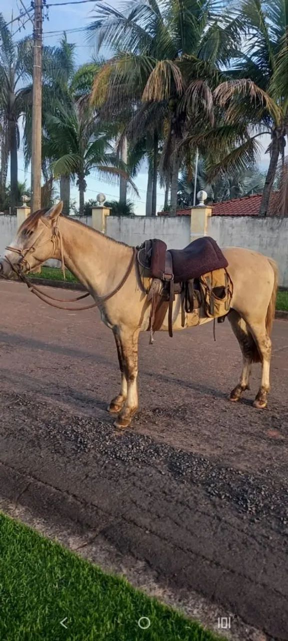 Cavalo  - Foto 2