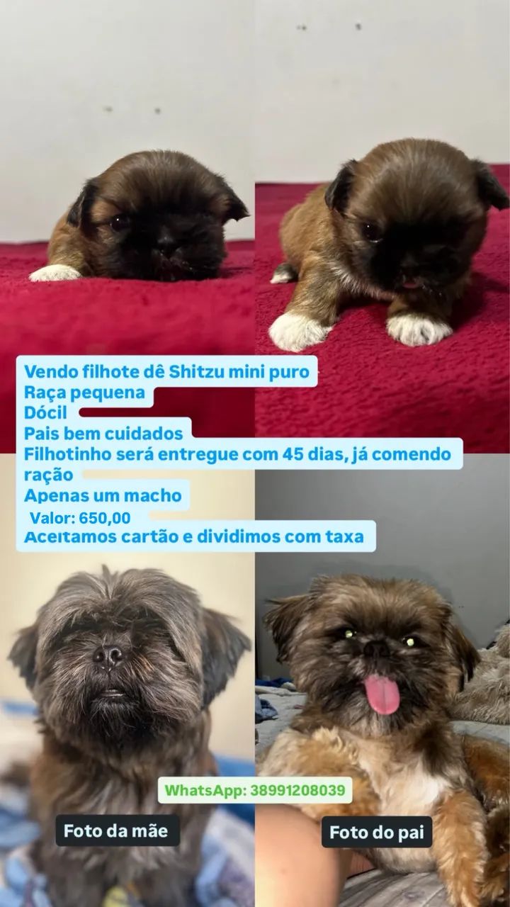 Shitzu mini puro ( macho ) - Foto 2