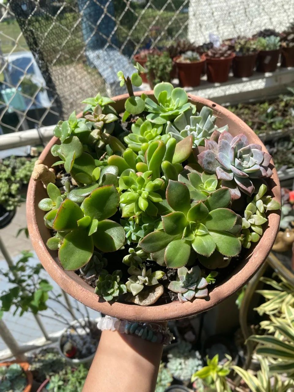 Suculentas 