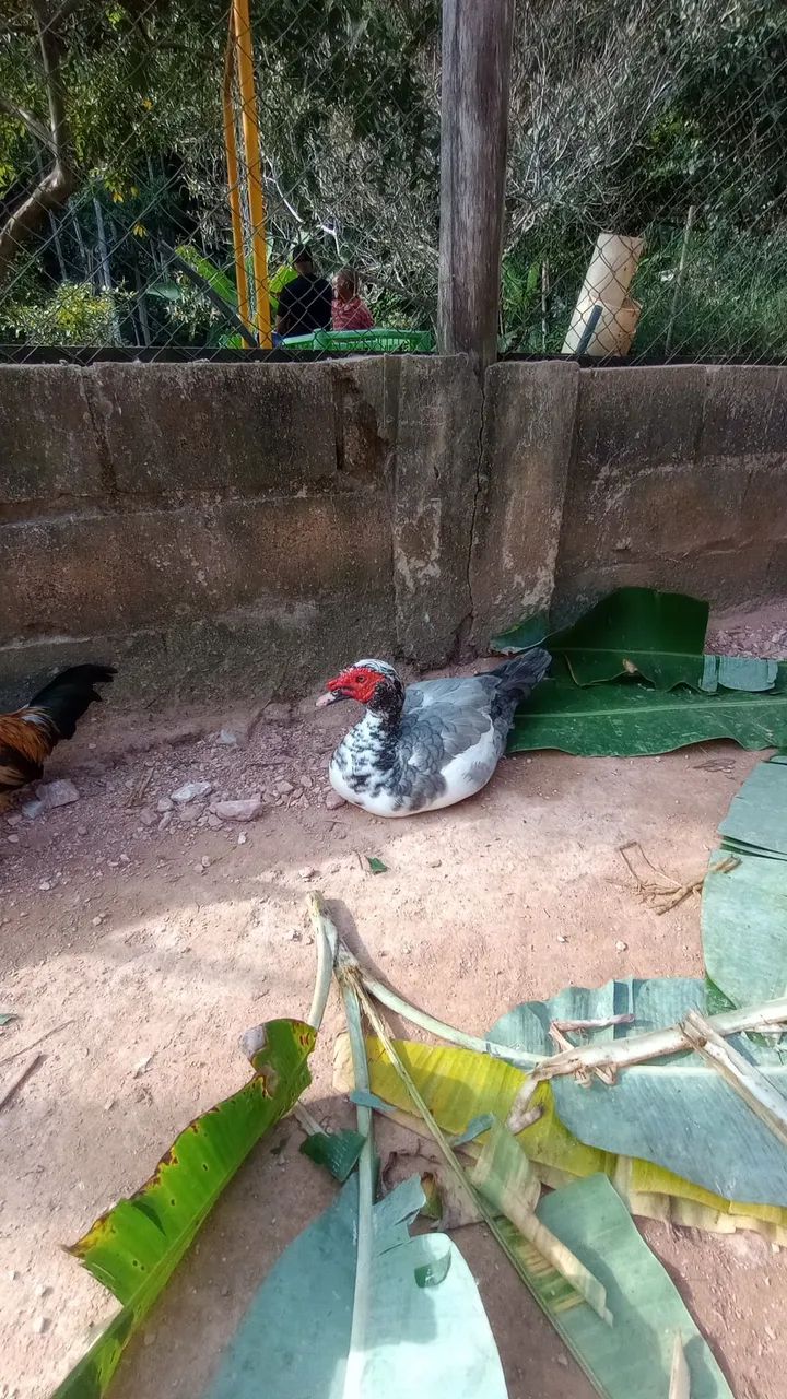 Patos e patas canoa  - Foto 4