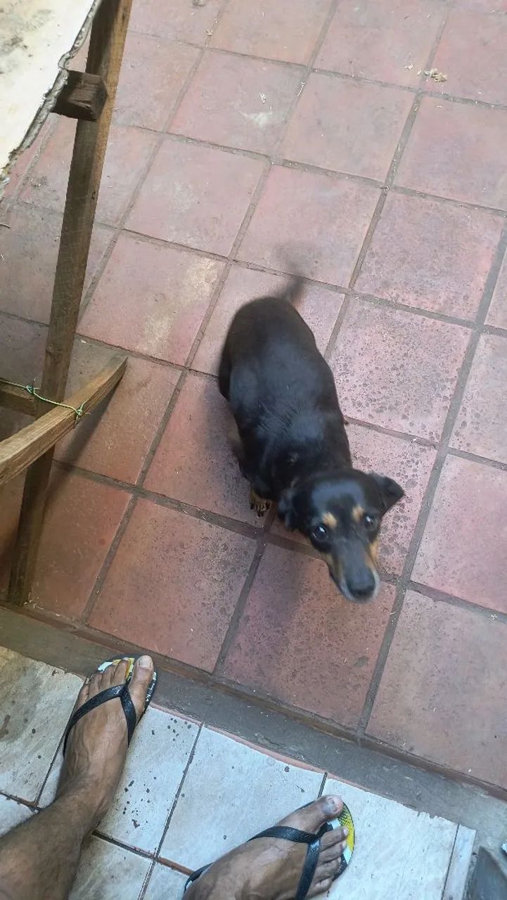Adoção  - Foto 4