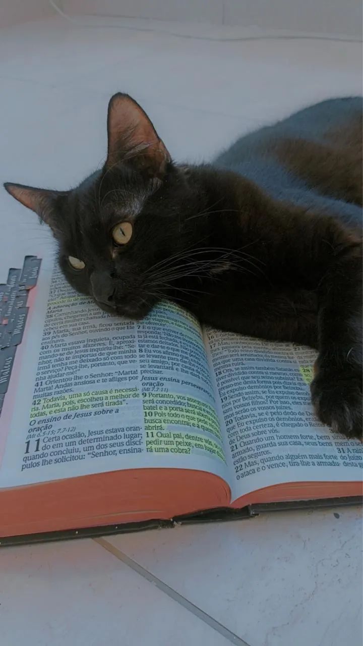 Adoção responsável  - Foto 4
