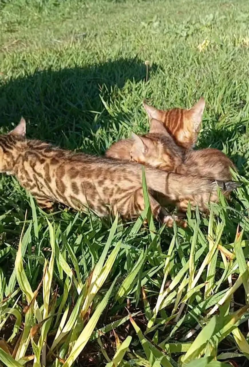 BENGAL c pedigree Tropicats 