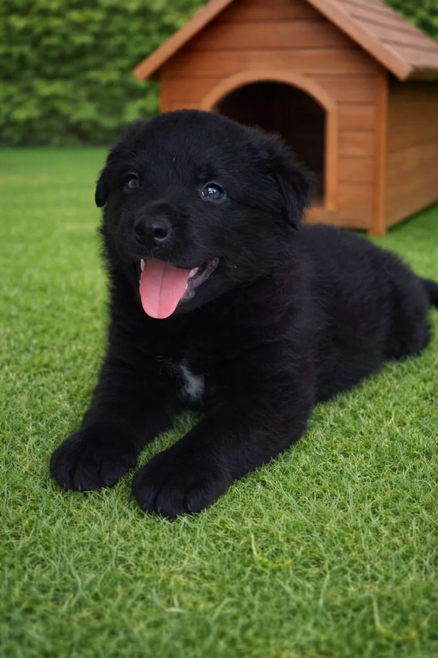 Rottweiler X border collie - Foto 3