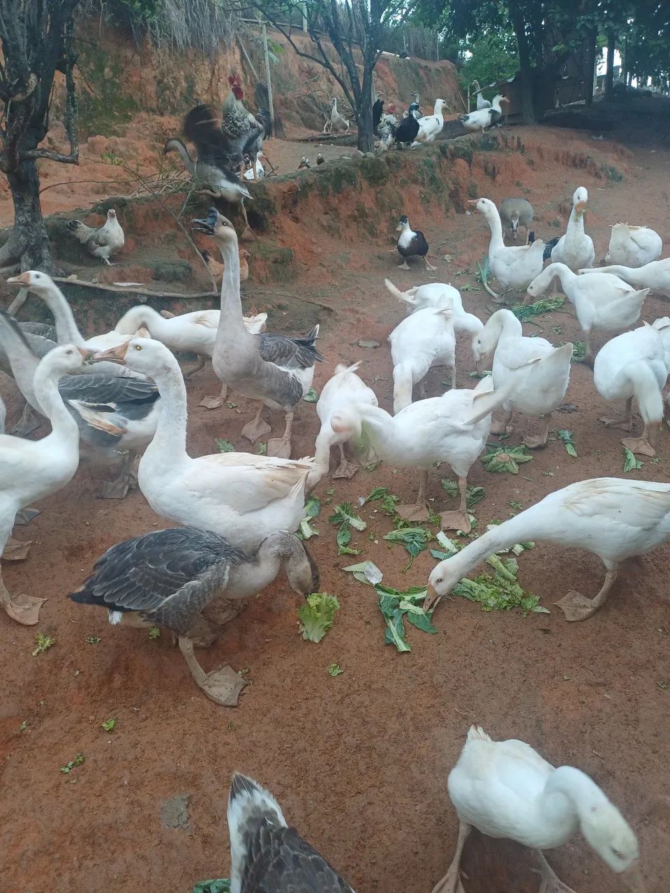 Ganso Africano Sinaleiro  - Foto 5