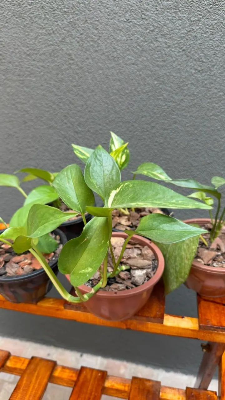 Mudas Jiboia Verde e Anturios - Foto 3