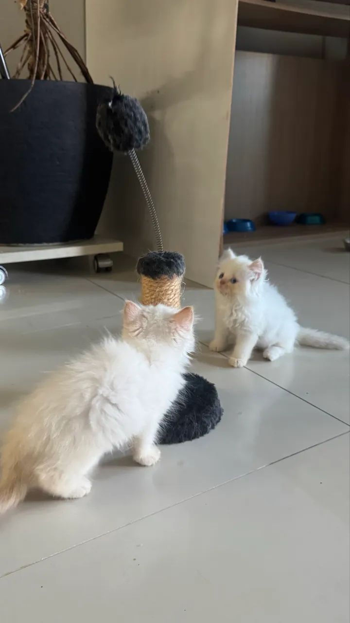 Filhotes de gato tipo persa - Foto 2