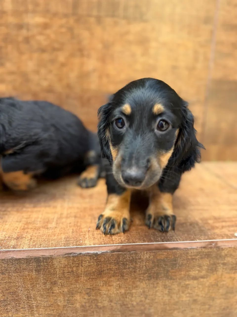 Daschshund pelo longo preto  - Foto 3