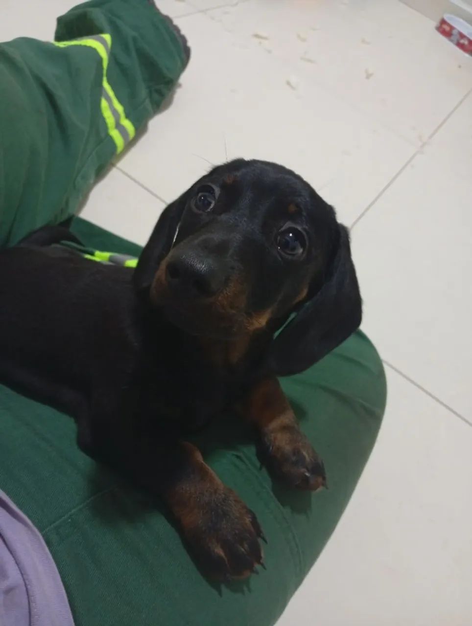 Filhote dachshund 