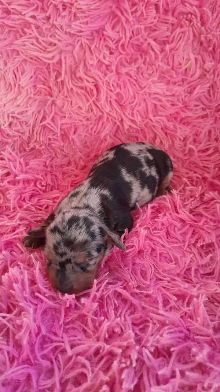 Filhotes de Salsicha Dachshund disponível 