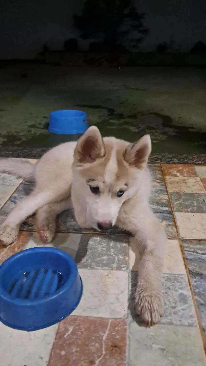 Fêmea de Husk siberiano  - Foto 4