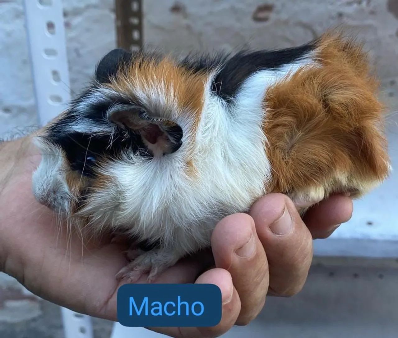 Porquinho da índia