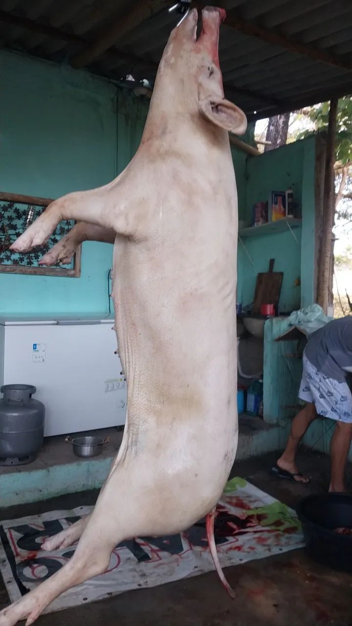 Porco caipira  - Foto 5