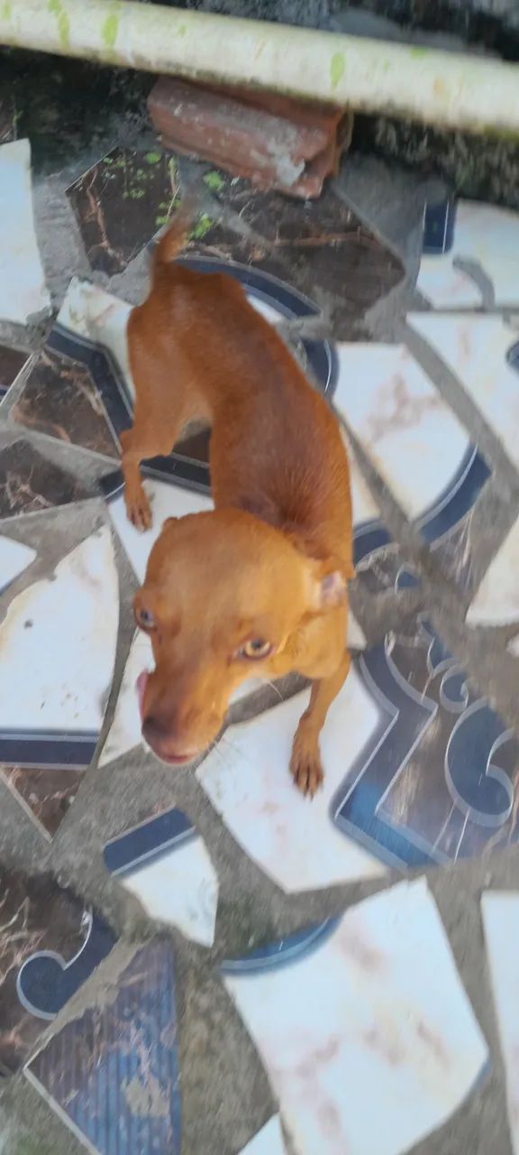 Vendo esse cachorro macho - Foto 3