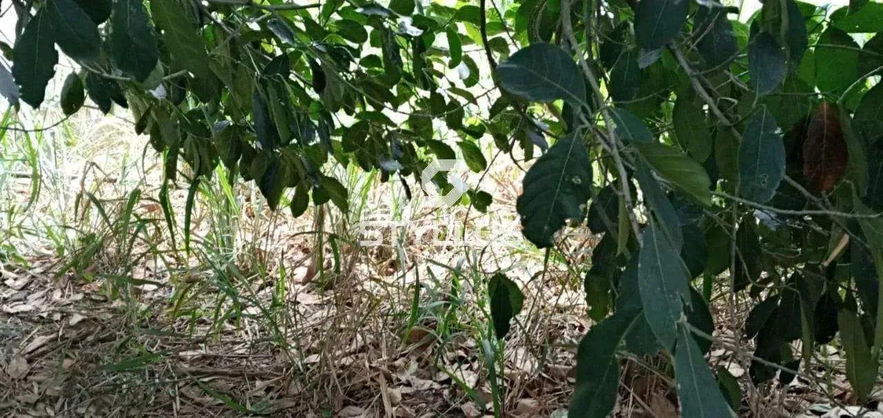 Praça Seca | Terreno - Foto 10