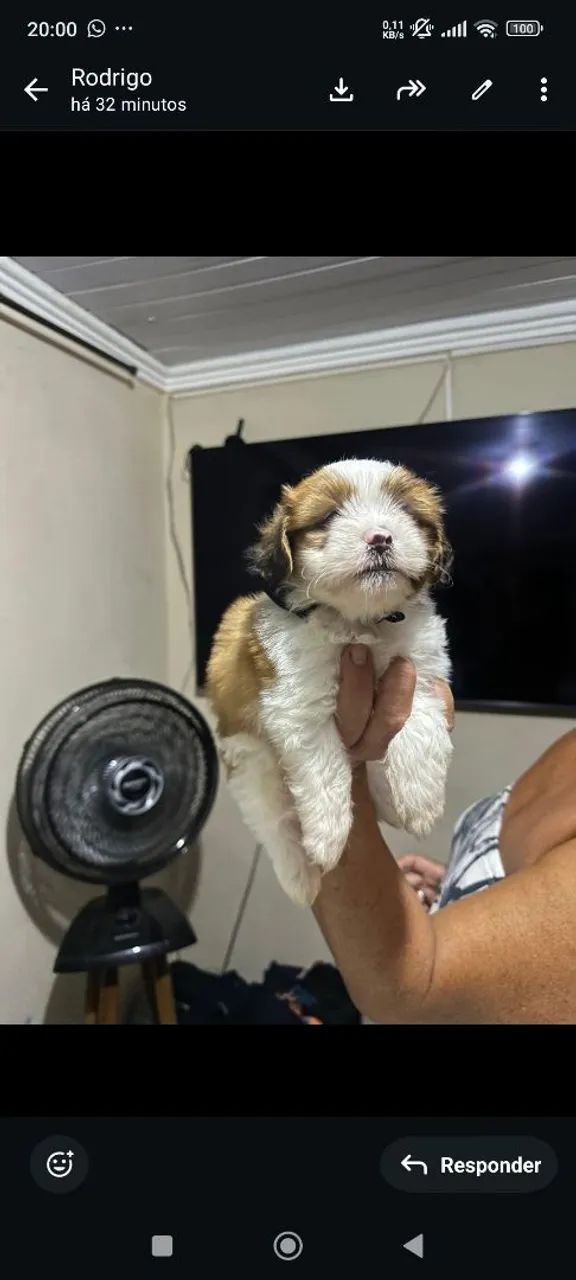 Shitysu lindos  - Foto 3