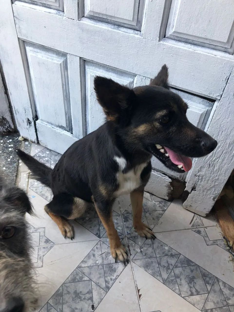 Adoção porte pequeno  - Foto 4