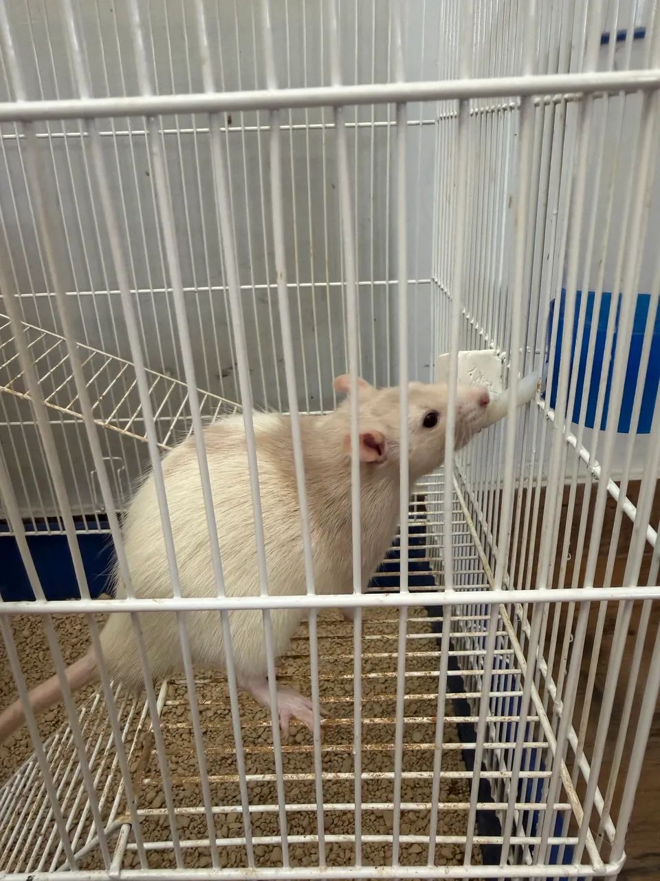 Gaiola de Twister