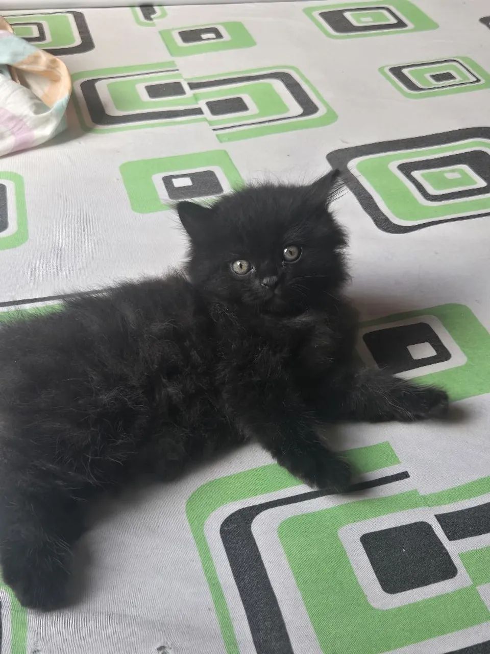 Gato persa a venda! - Foto 4