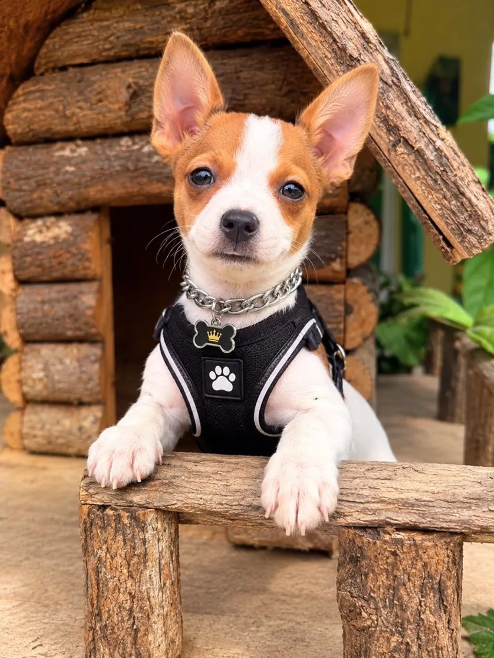 Pinscher macho  - Foto 2