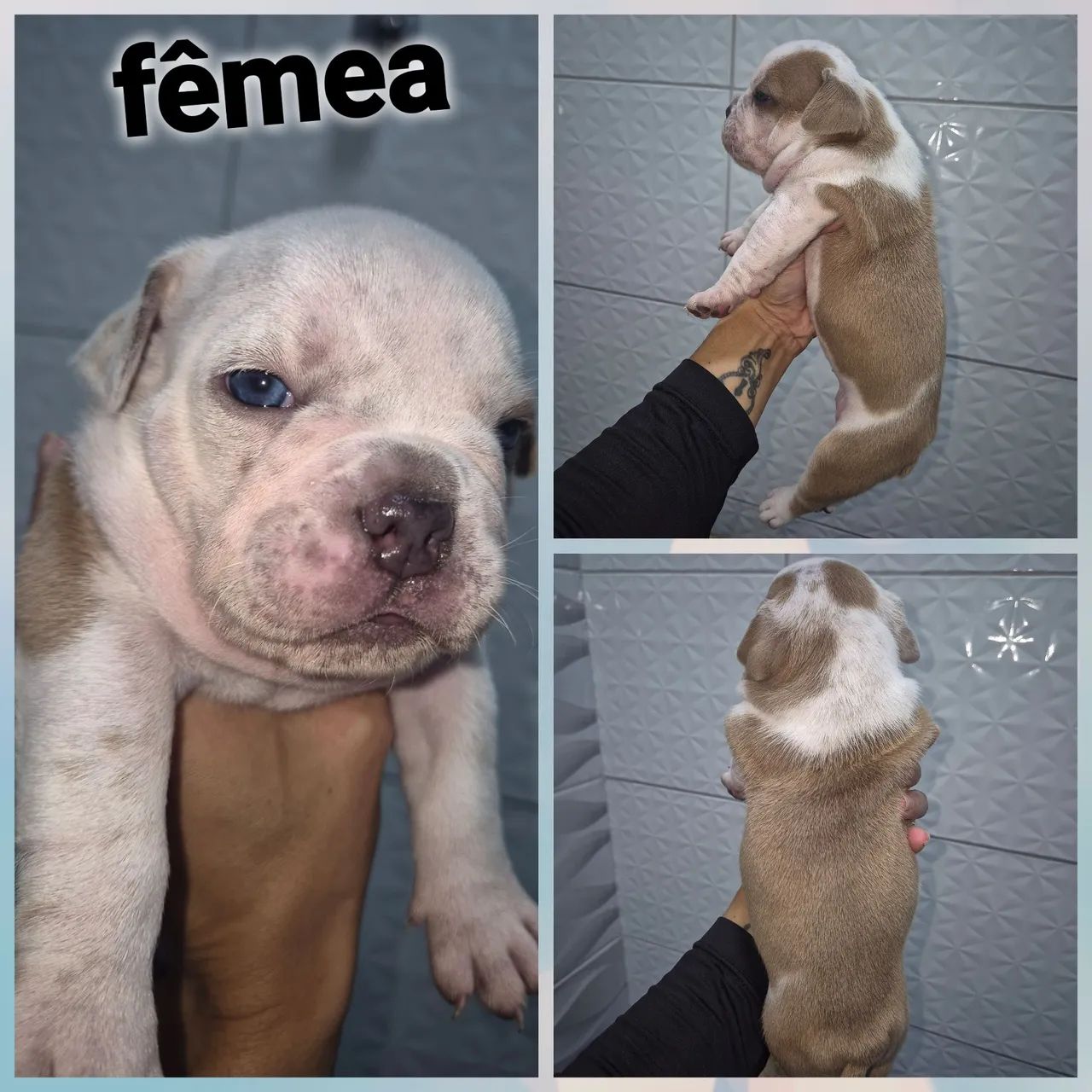 Filhotes de american bully - Foto 3