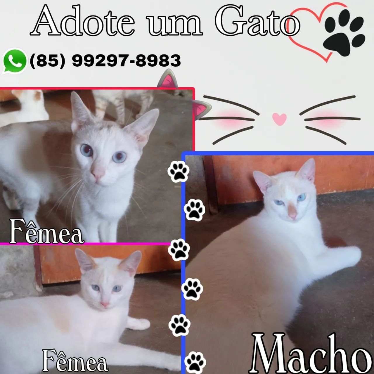 Doação de cachorro e gato - Foto 2