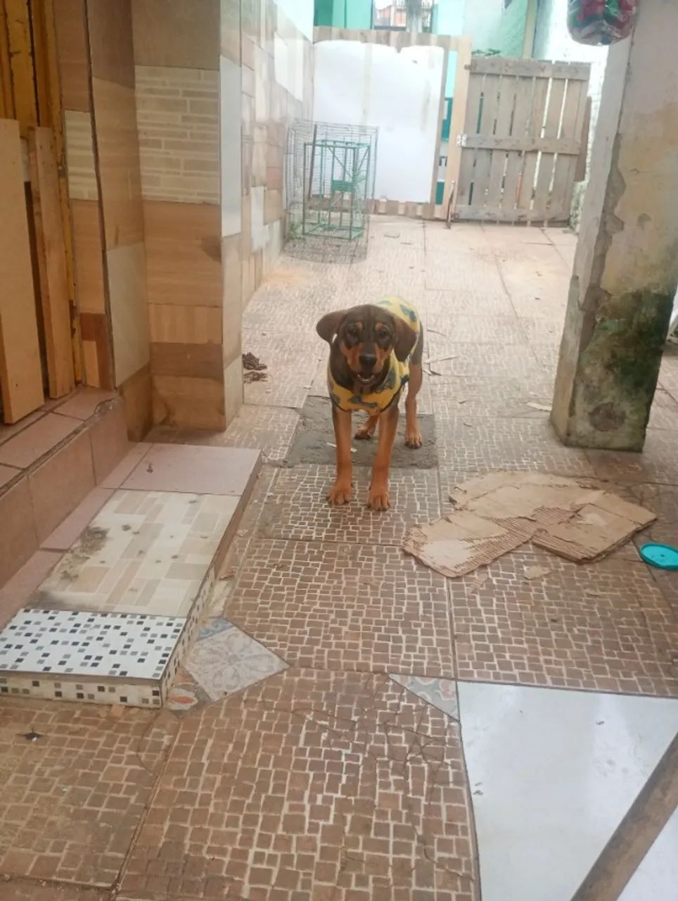Adoção responsável  - Foto 3