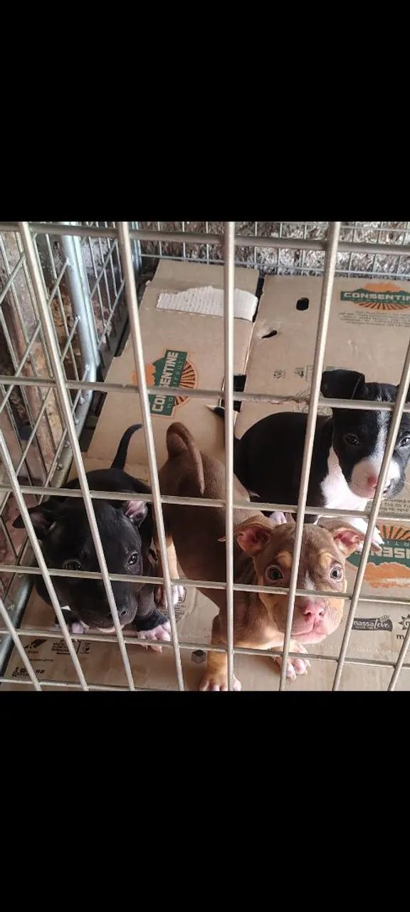 Filhotes de American Bully  - Foto 2