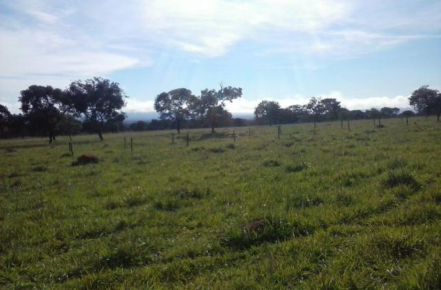 Lindíssima Fazenda, á 40 km de Formosa GO. - Foto 14