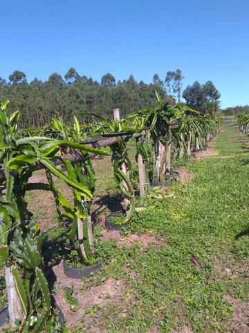 Mudas de pitaya branca - Foto 2