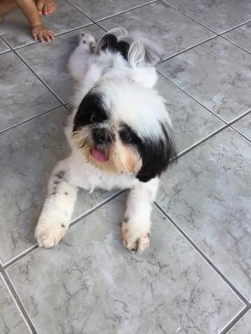 Procura-se namorada shitszu - Foto 2