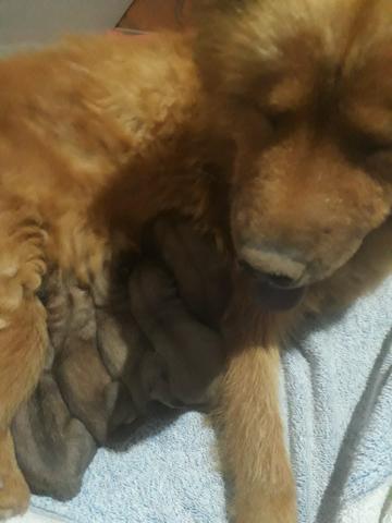 Cachorros - Foto 4