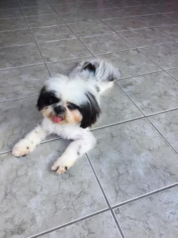 Procura-se namorada shitszu - Foto 4