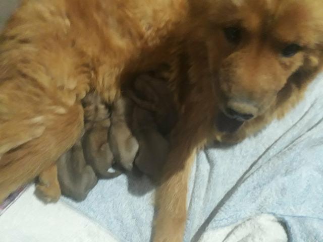 Cachorros