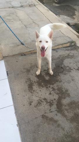 Husky pra cobertura - Foto 2
