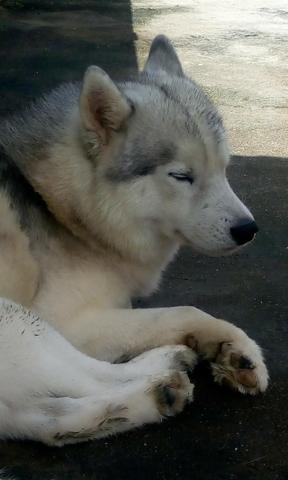 Husky siberiano - Cruza/cobertura - Excelente Linhagem - Foto 6