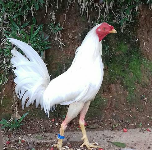 Galos bankivas