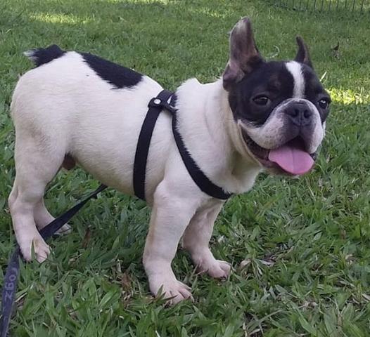 Bulldog Francês parcelado em 10x s juros - Foto 4