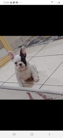 Bulldog Francês macho - Foto 2