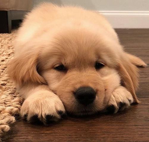 Golden Retrivier Filhote com Pedigre e Garantia de Saúde - Foto 3