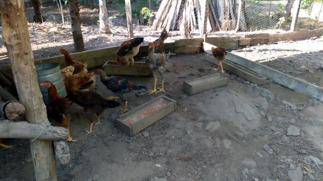 Vendo Frango Caipira abatido e vivo - Foto 3