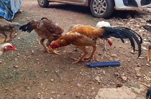 Galinhas e galo de raça - Foto 4
