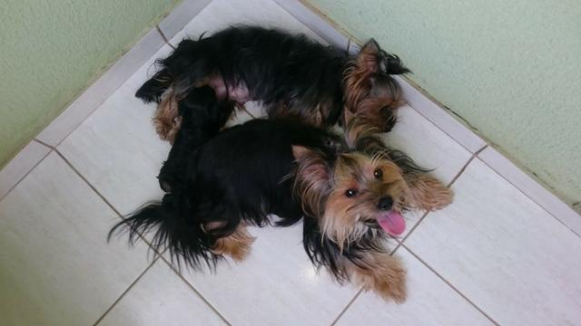 Cachorro Yorkshire Terrier, - Foto 2