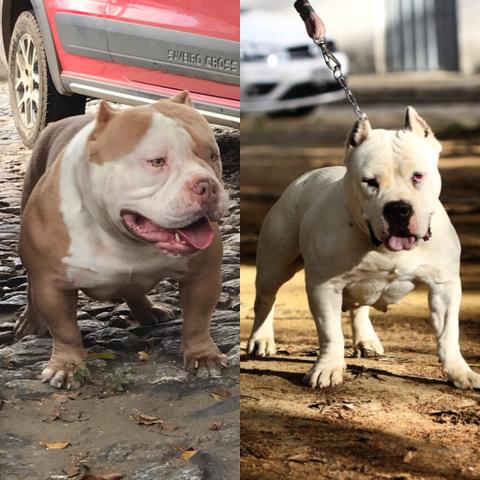 American Bully - Foto 3