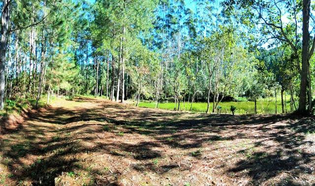 Sítio com área de 259.923,44m², com reflorestamento - Foto 3