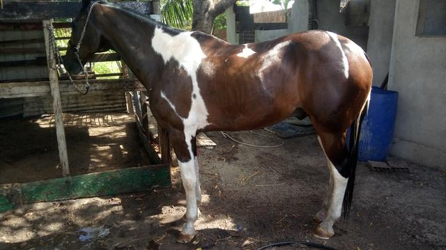 Cavalo a venda - Foto 2