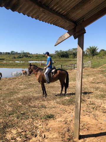 Égua domada - Foto 3