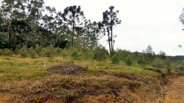 Sítio com área de 85.000m², duas casas. Estuda permuta - Foto 9