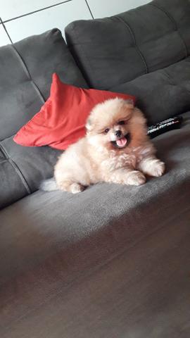 Lulu da Pomerania