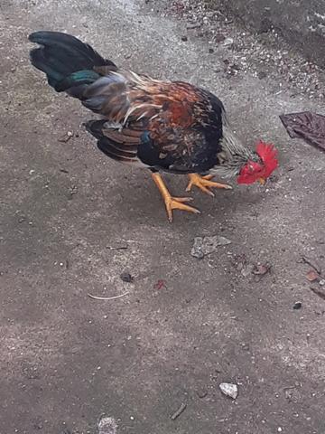 Galo e galinha galize